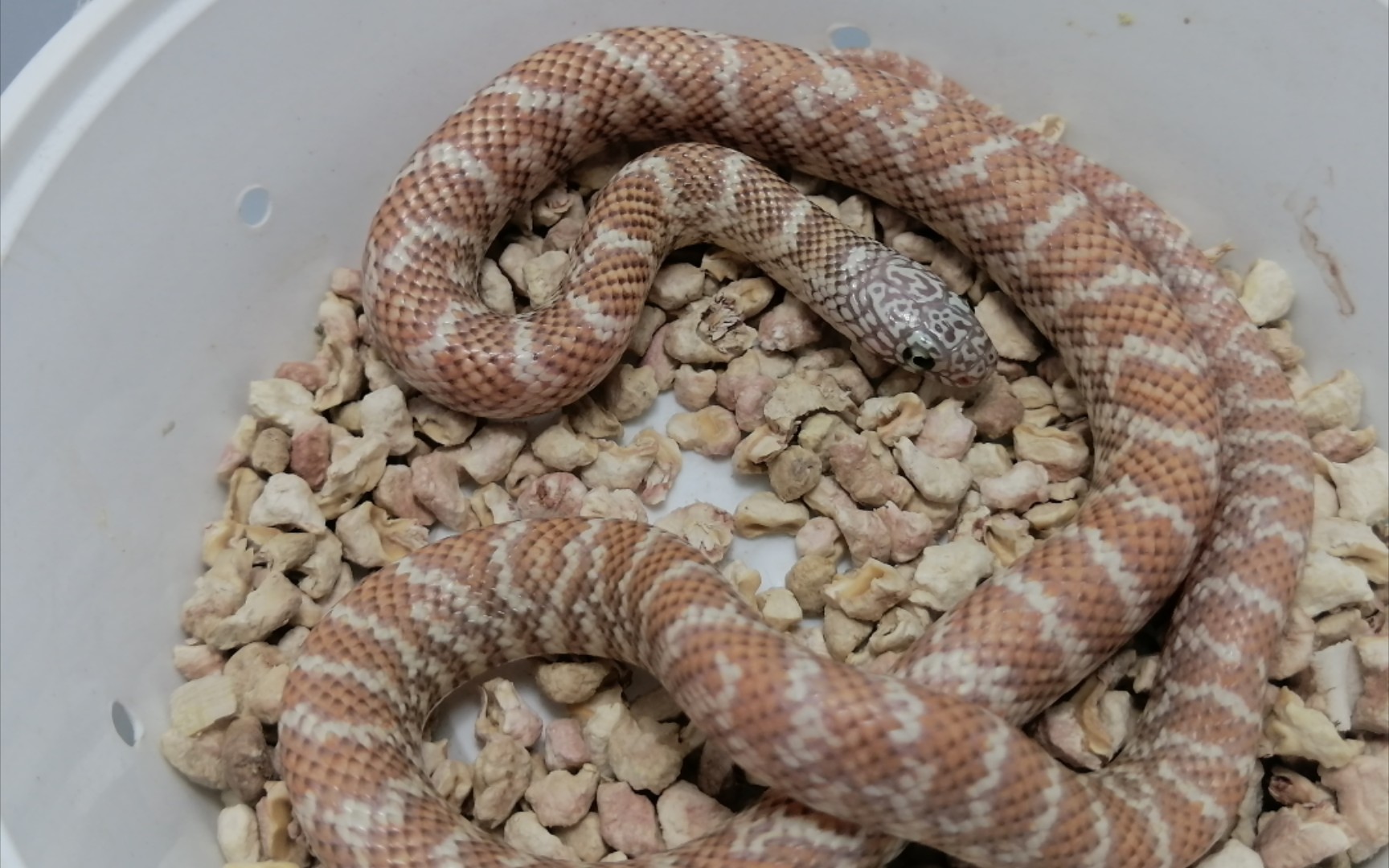 一些自繁的布鲁克王蛇(玩具蛇)_哔哩哔哩_bilibili