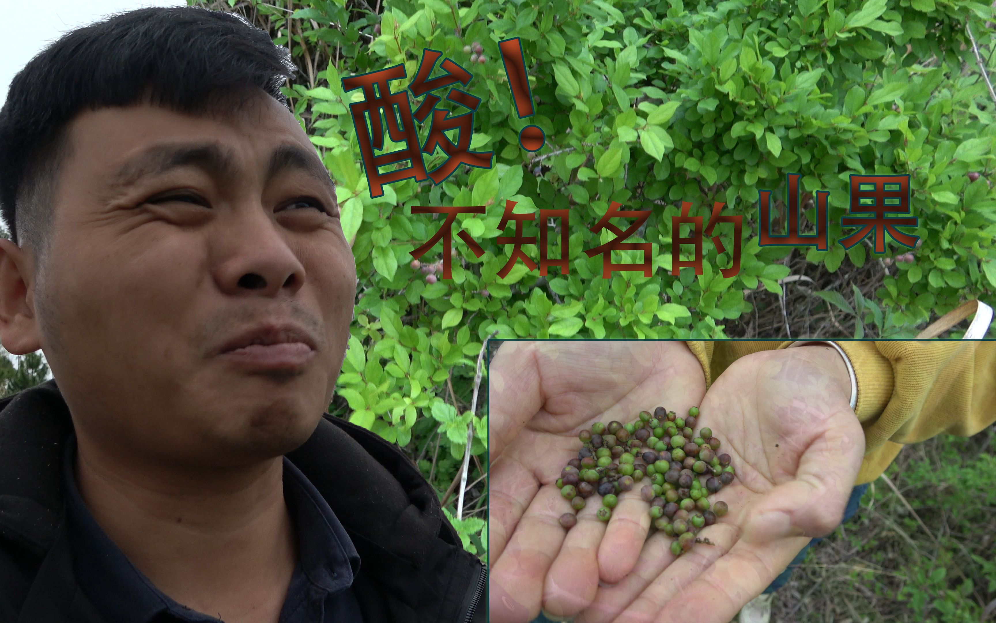 [图]在岳丈家荒凉的后山探险，杂草丛生，怪树林立，偶遇不知名酸果