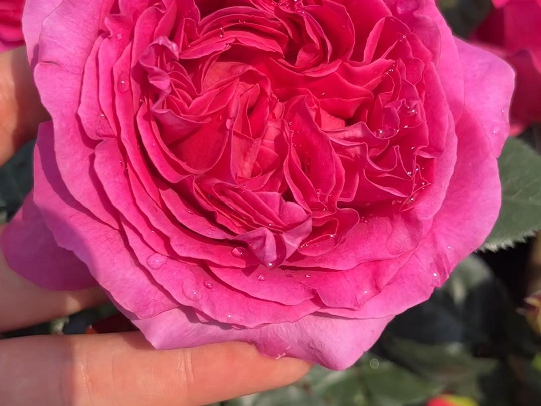 特拉方特一款颜色浓郁,花瓣厚实的灌木月季,大花浓香,耐热耐晒!