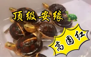 下载视频: 黄缘龟安缘龟怎么养？如何养出高背球体的安缘龟呢？