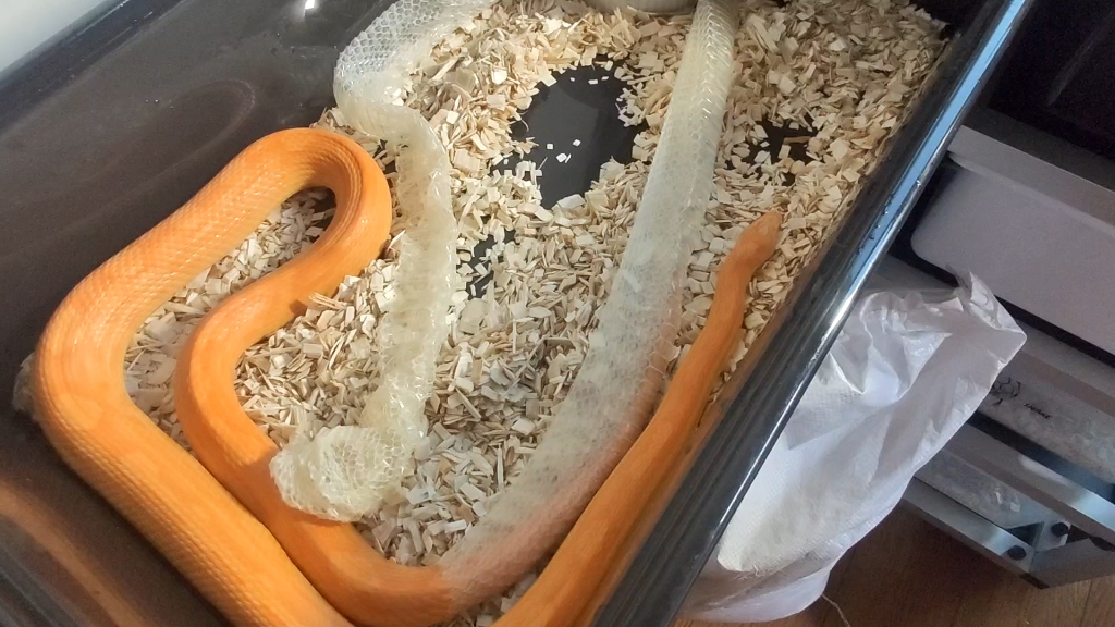 玉米蛇产后第一次蜕皮