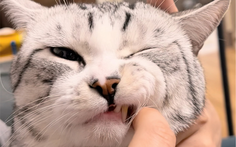 除了刺挠猫,害有呲牙猫,制裁!_哔哩哔哩_bilibili
