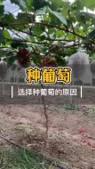 Descargar video: 葡萄苗种植技术效益如何新品种有哪些什么时候种最好几年结果