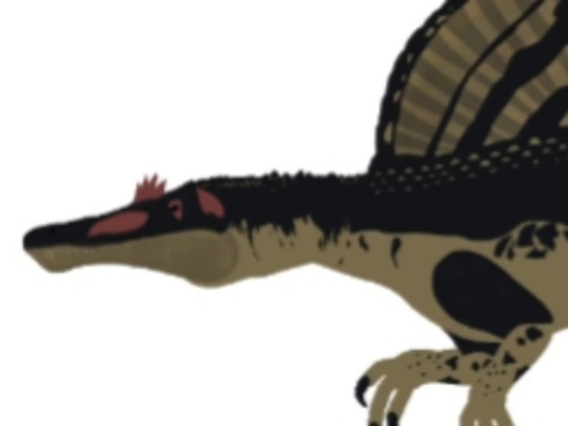 【dc2/恐龙星球】自制模型:棘龙v2