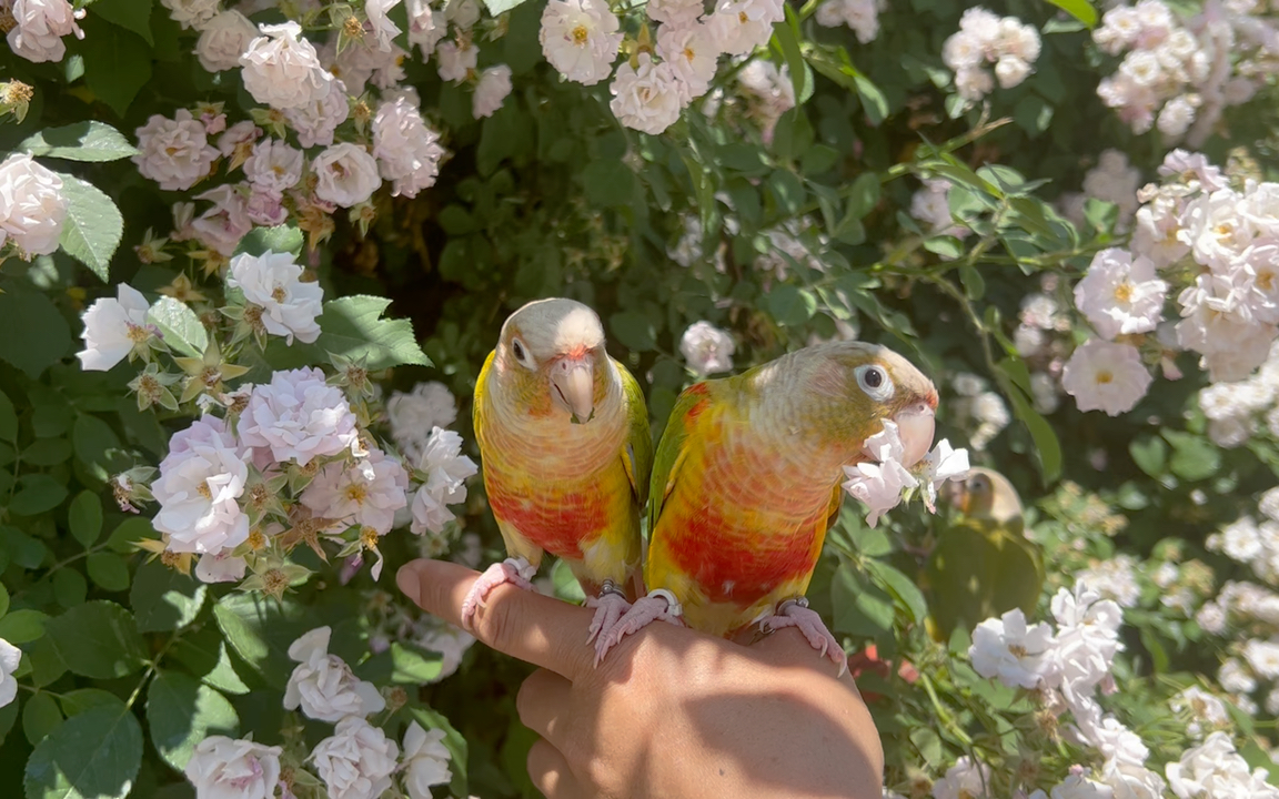 带着鸟宝去蔷薇花墙,纯纯欣赏
