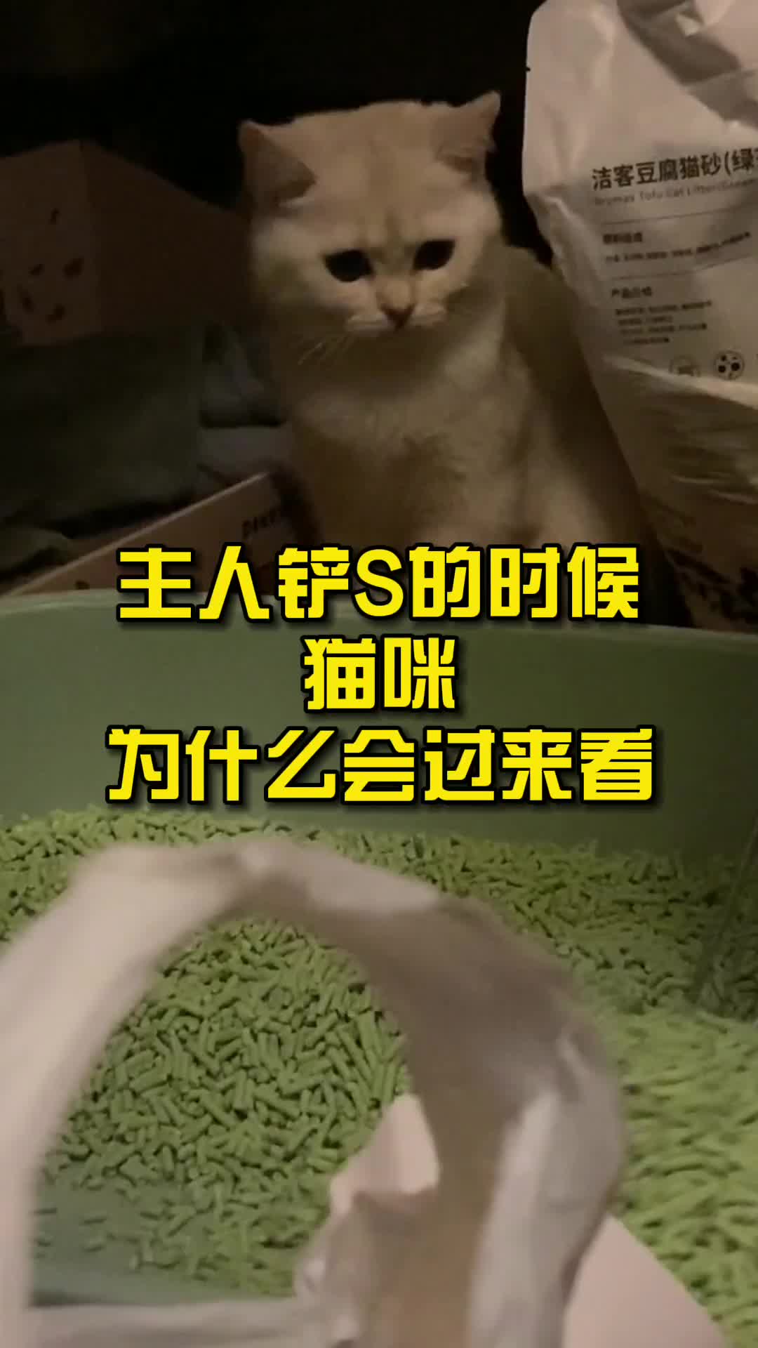 主人铲屎的时候,猫咪为什么会过来看?哔哩哔哩bilibili