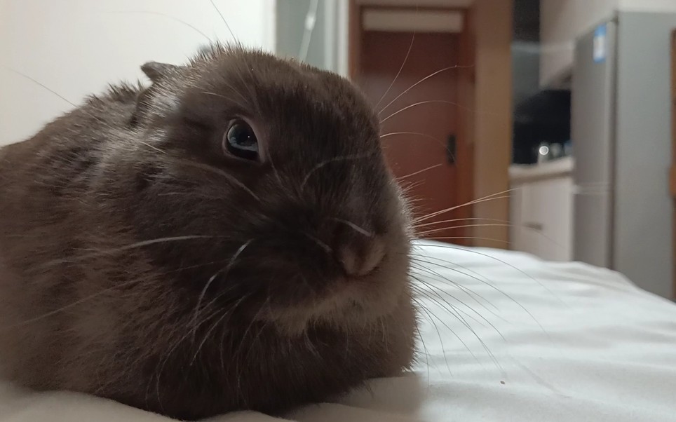 侏儒兔一动不动真可爱