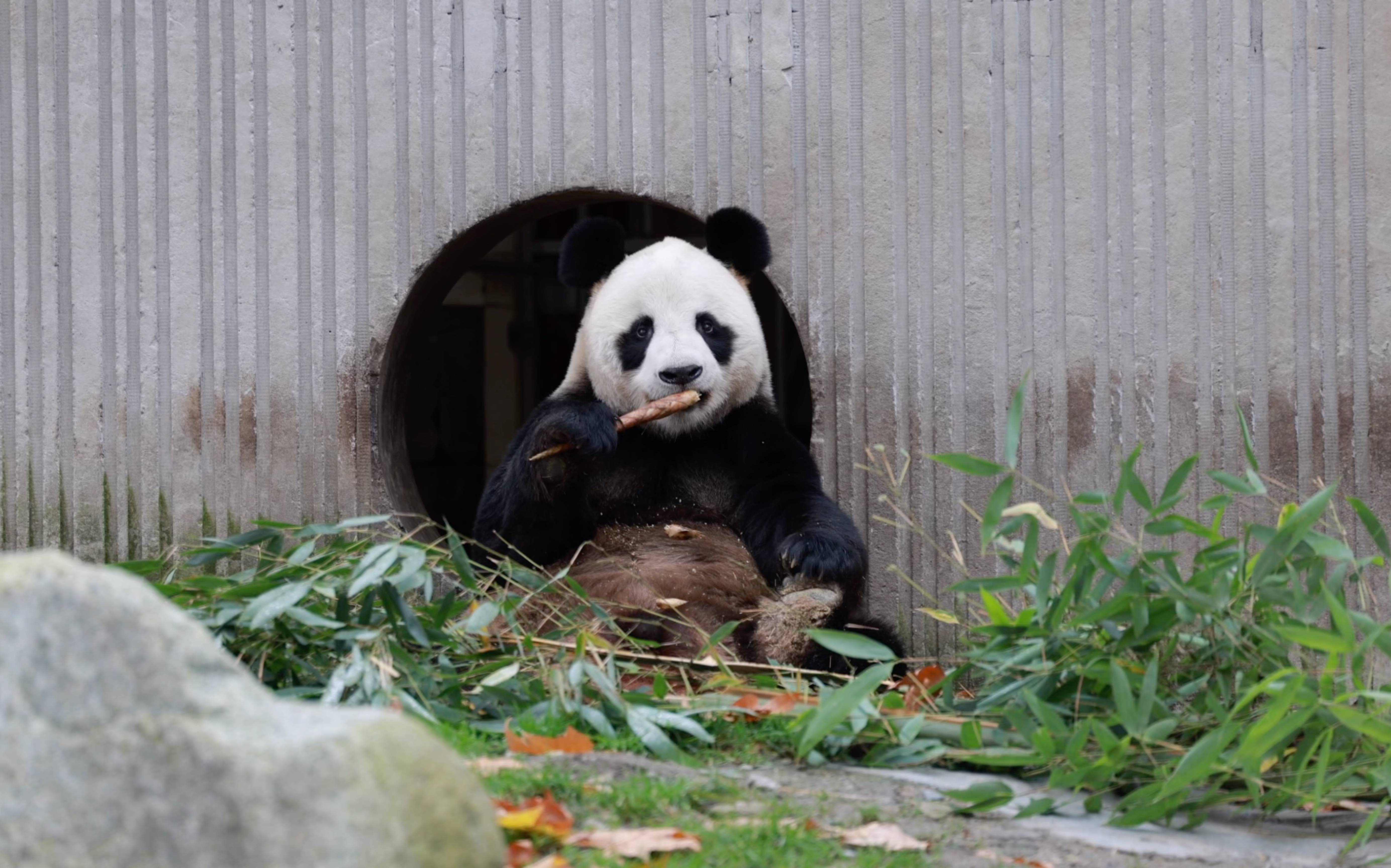 津柯芭比熊,这大墨镜真帅气,边吃边听动静【大熊猫津柯】