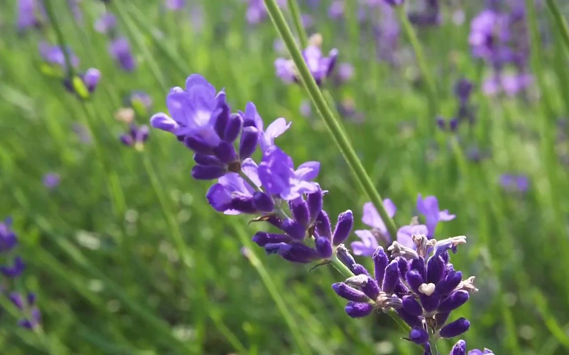 视频素材 ▏d956 唯美小清新薰衣草园鲜花盛开春天春季四季变幻诗歌