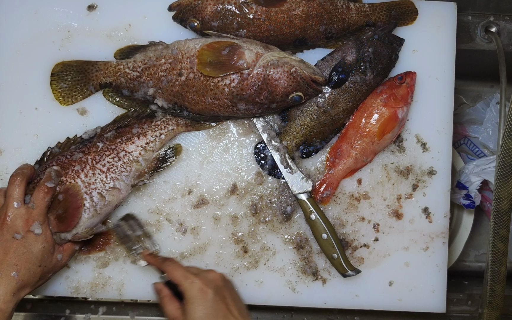 三斑石斑鱼 完全放血