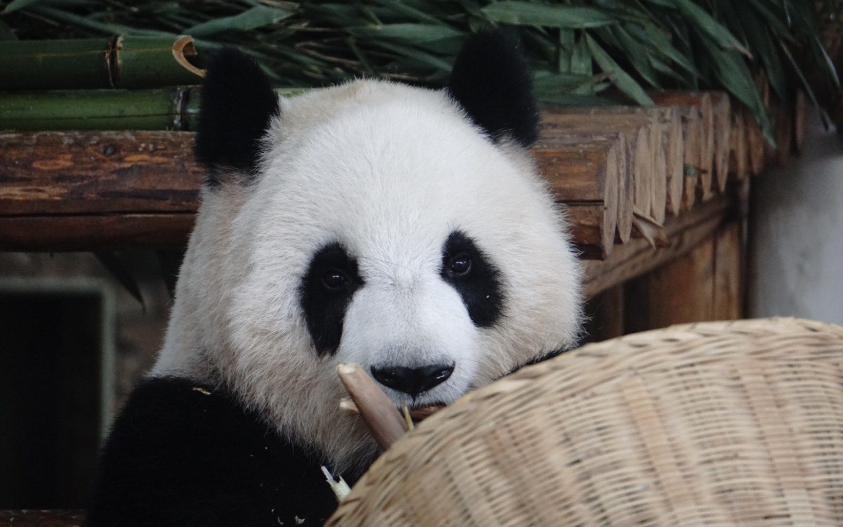 【大熊猫大美】抱着小箩筐吃竹笋,大耳朵一动一动的好可爱吖