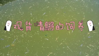 观背鱼苗的选择 从鱼苗快速成长的方法 针子 繁殖 培育方法 媛目鱼仔 哔哩哔哩 Bilibili 观背鱼苗的选择 从鱼苗快速成长的方法 针子 繁殖 培育方法 媛目鱼仔 哔哩哔哩 Bilibili