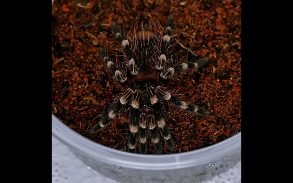 开箱一只巴西巨人白膝头捕鸟蛛!新手入门捕鸟蛛的颜值担当!