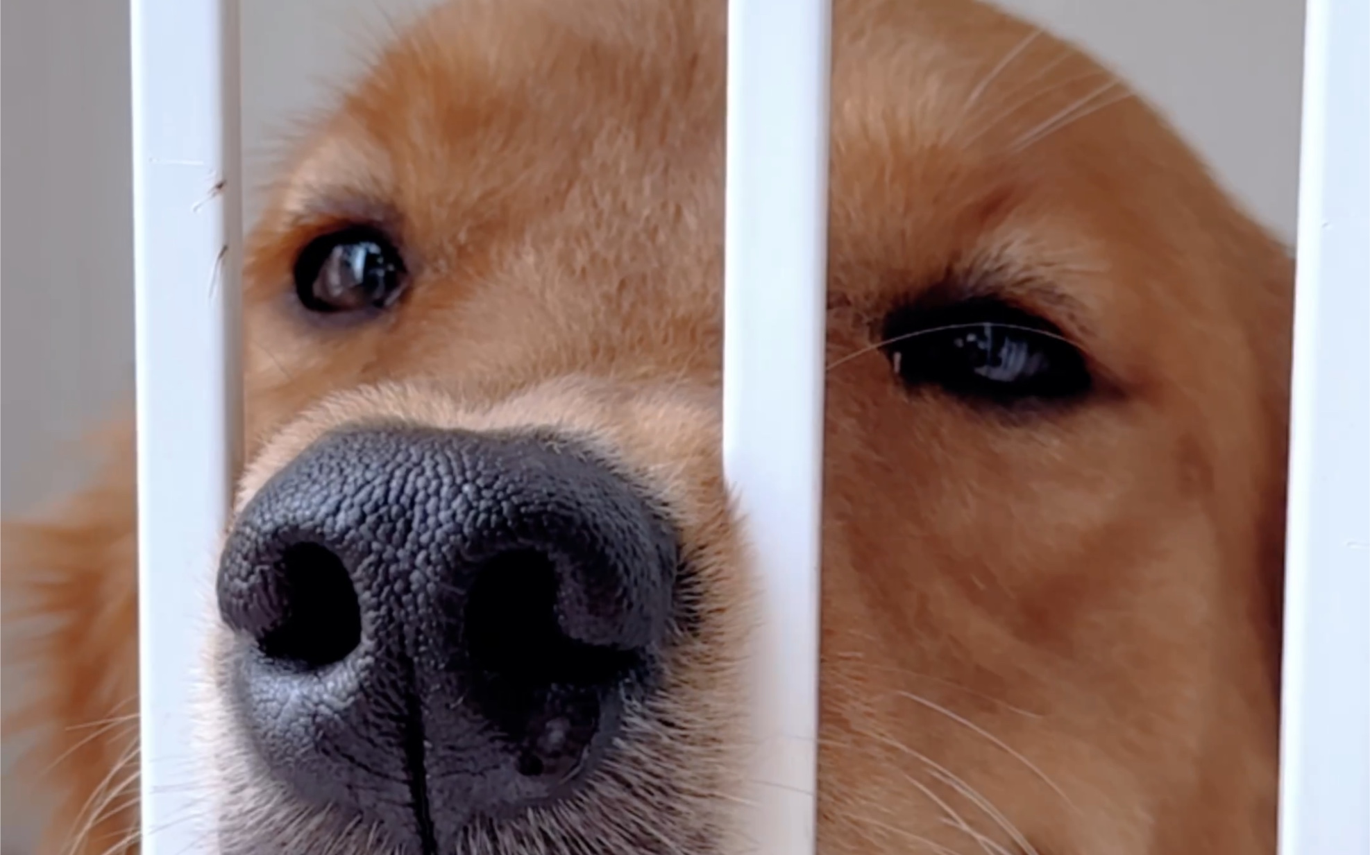 主打一个一无是处