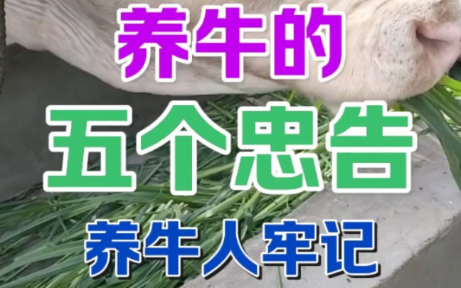 养牛的五个忠告哔哩哔哩bilibili