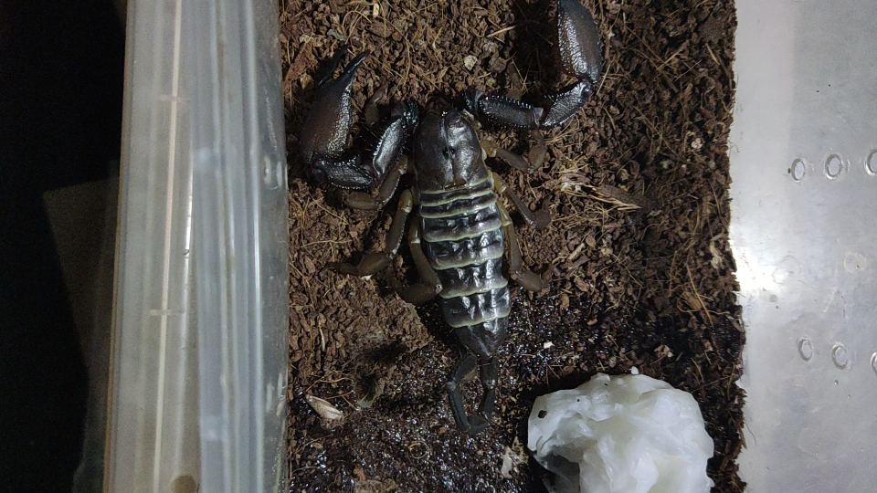 坦桑尼亚斑马扁石蝎