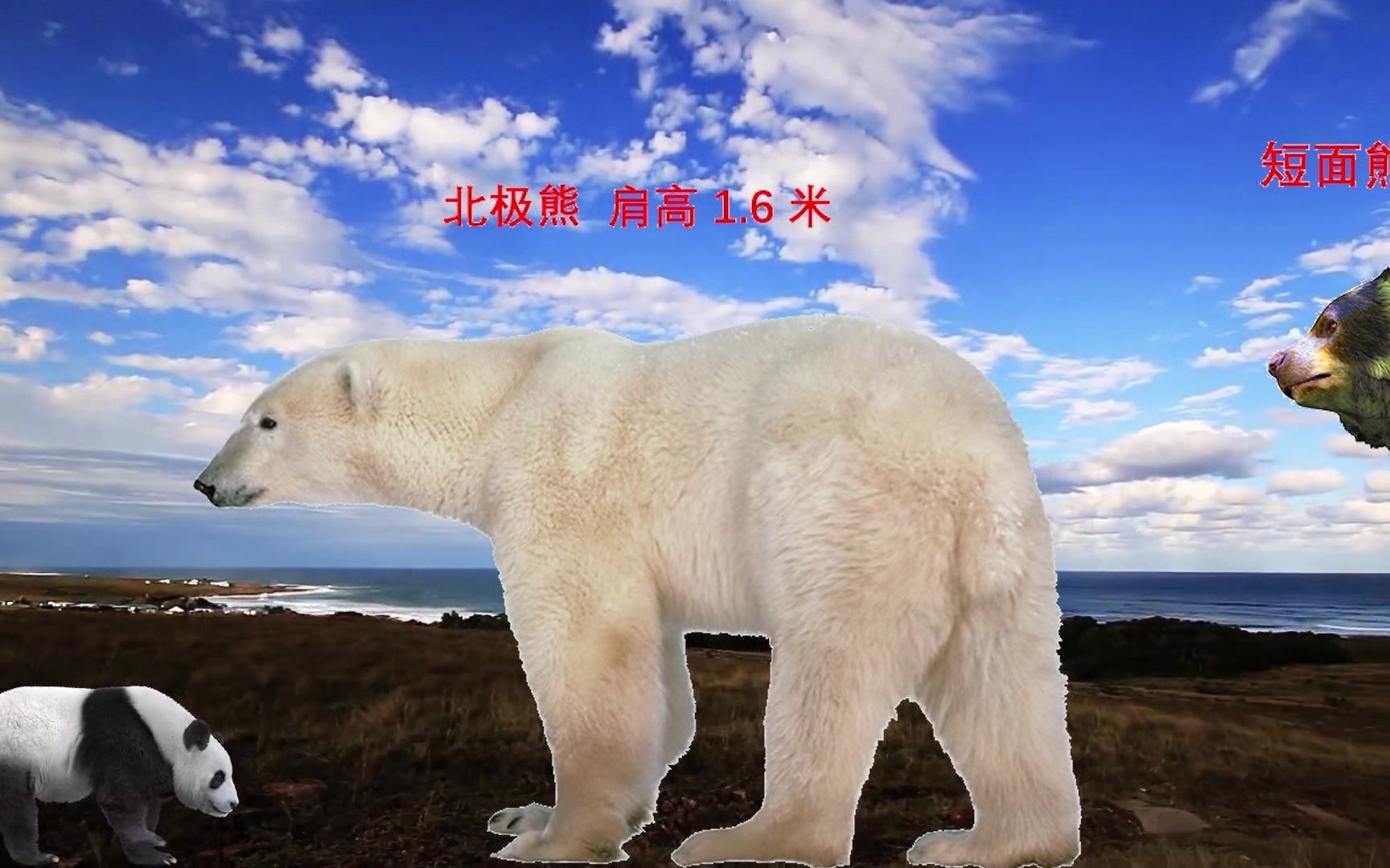 现存熊类 vs 灭绝熊类的大小对比