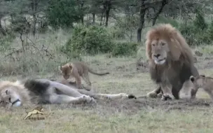 Скачать видео: 母狮叼着刚出生不久的小狮子第一次见爸爸，顽皮的小狮子在父亲身上蹿下跳，雄狮：孩他妈 管管你的熊孩子啊