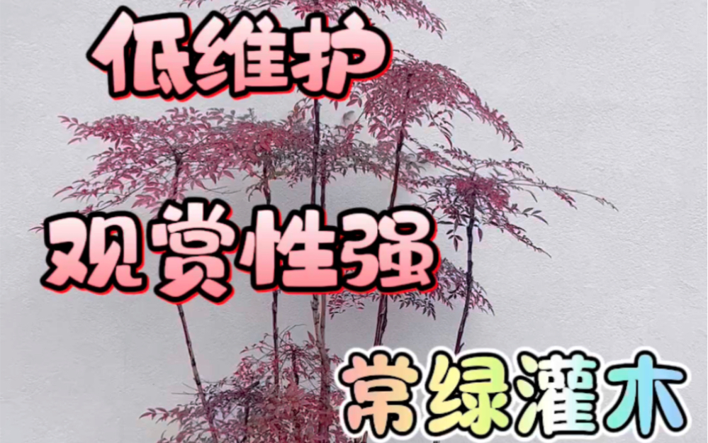 花园里观赏性强的常绿灌木南天竹哔哩哔哩bilibili