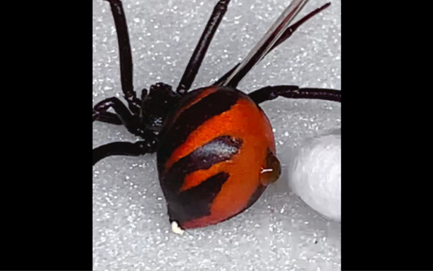 今天华美寇蛛死了,微距一下它的牙.