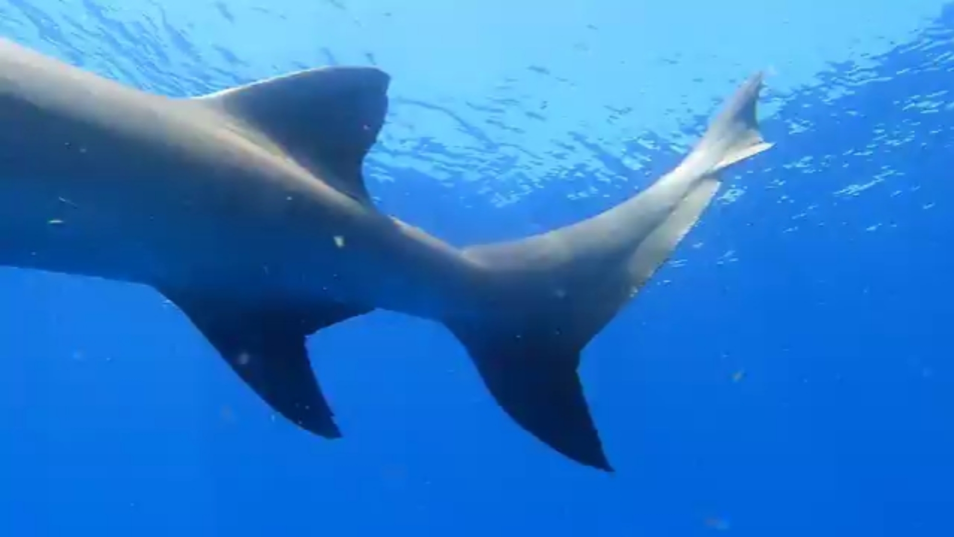 近距离观察柠檬鲨