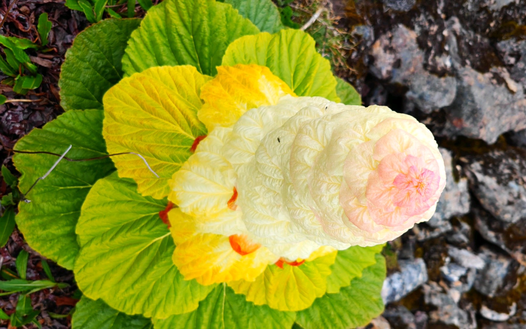 高原上的冰淇淋,塔黄,还是奶油味的那种,哈哈,其实这种植物生长海拔