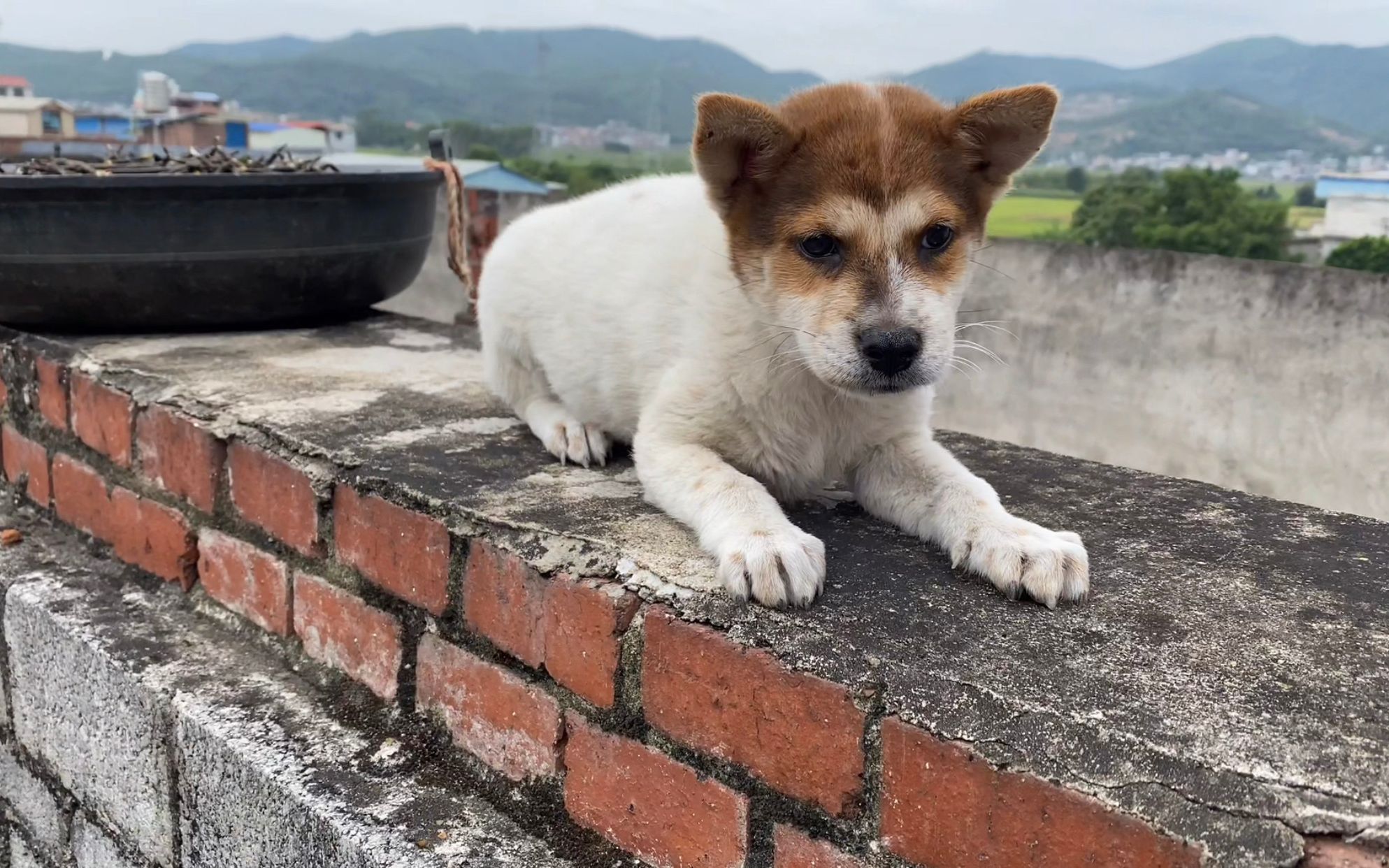 兄弟家的种公借配拿回来的小狗崽,黄头白身好奇特