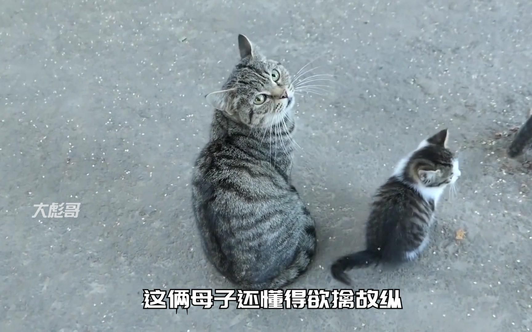 [图]猫妈妈带着小猫在路边蹲点、希望有人能收养它们回家、伟大的母爱