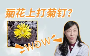 Download Video: 小菊花上可以打钉嘛？