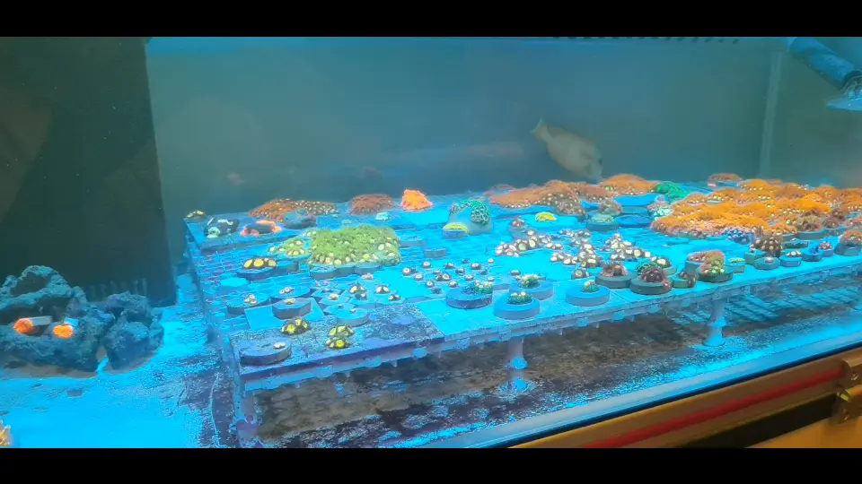 纽扣珊瑚上石【转载】Making a Zoa Garden in my Shallow Coral Reef 