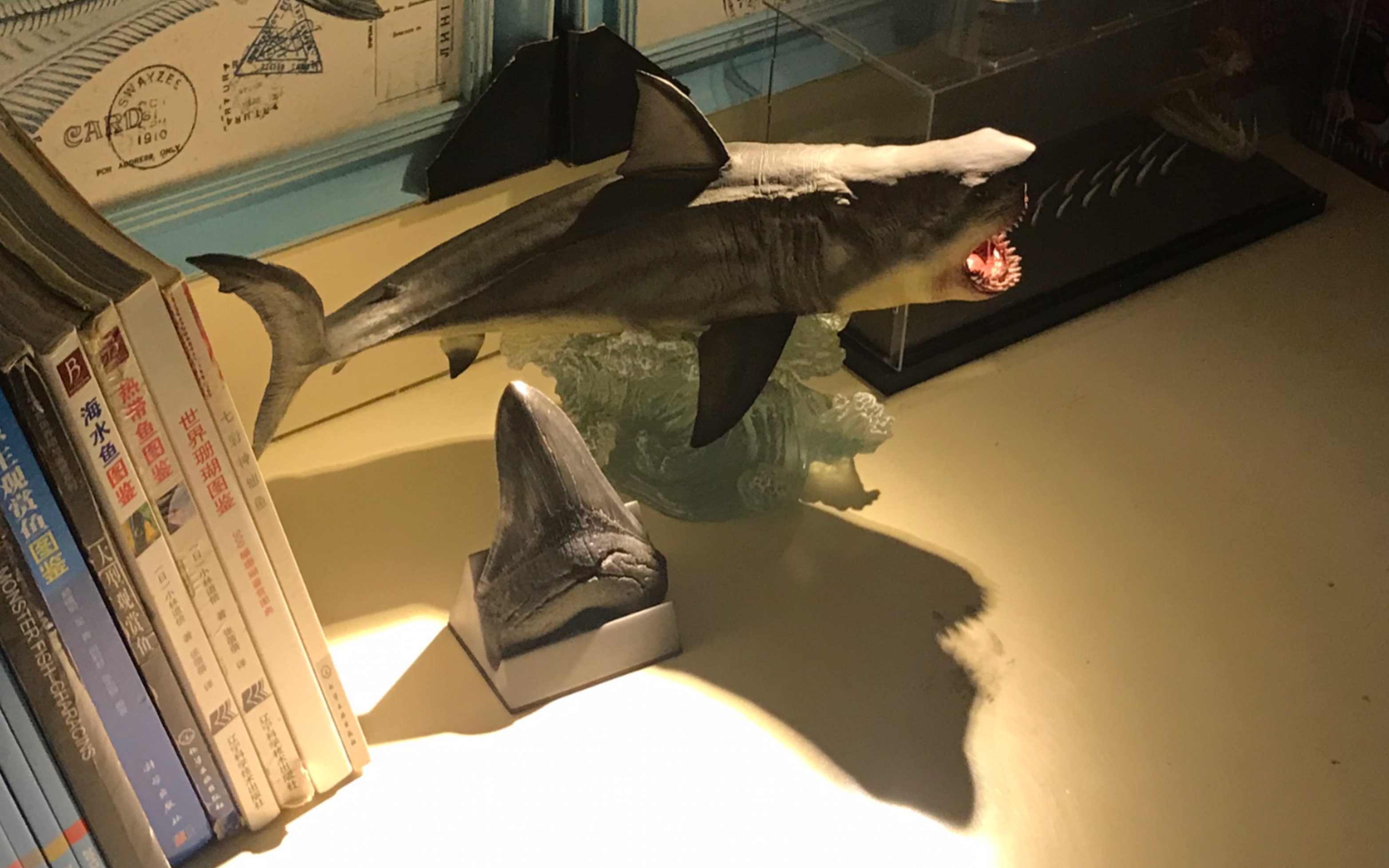 【巨齿鲨开箱】grtoys限量版巨齿鲨模型开箱(大白鲨牙齿与巨齿化石