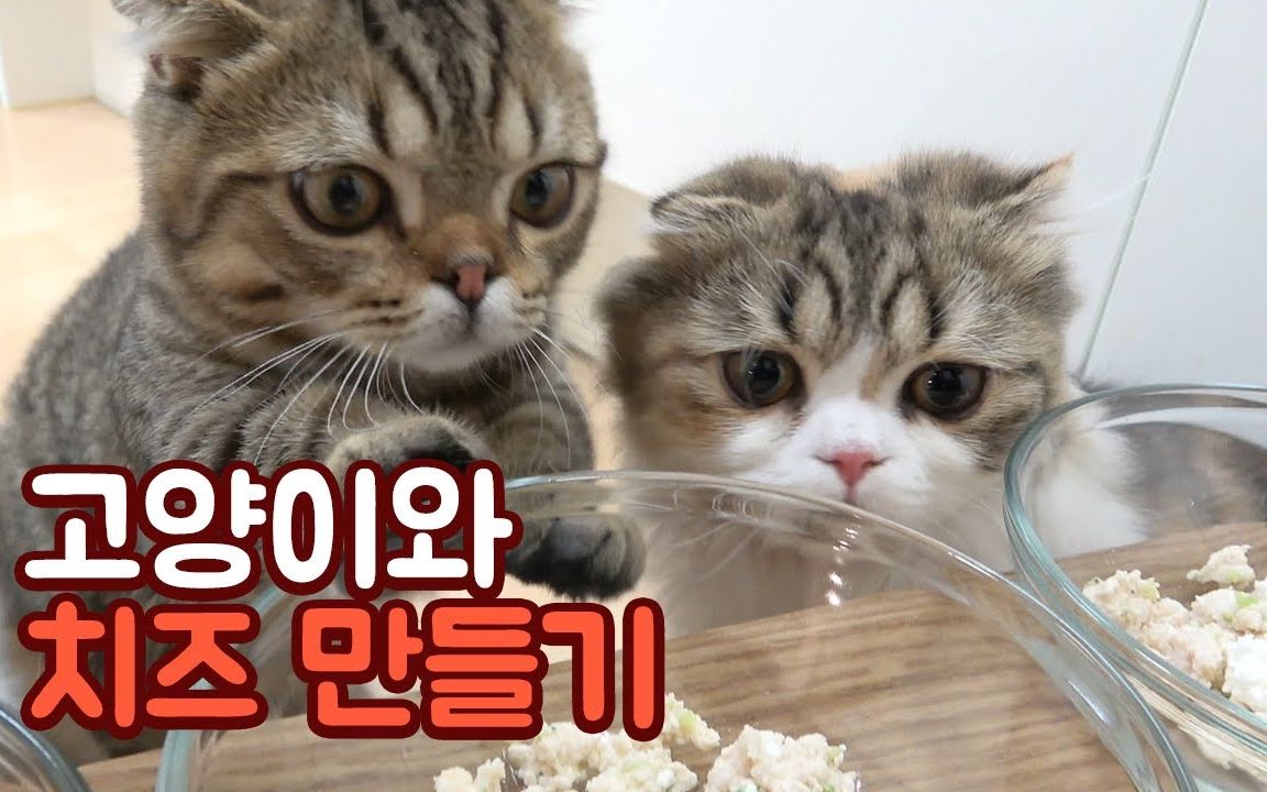 【creamheroes-7只猫和人类】猫咪们的奶酪鸡肉