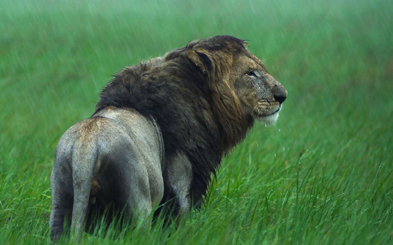 [图]【动物混剪满屏】让暴风雨来得更猛烈些吧