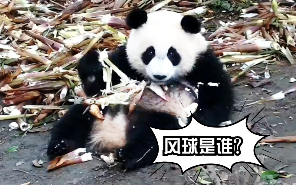 大熊猫成风我是成天疯成风喜欢和笑姐玩耍保护妹妹黏麻麻爱姨妈我是