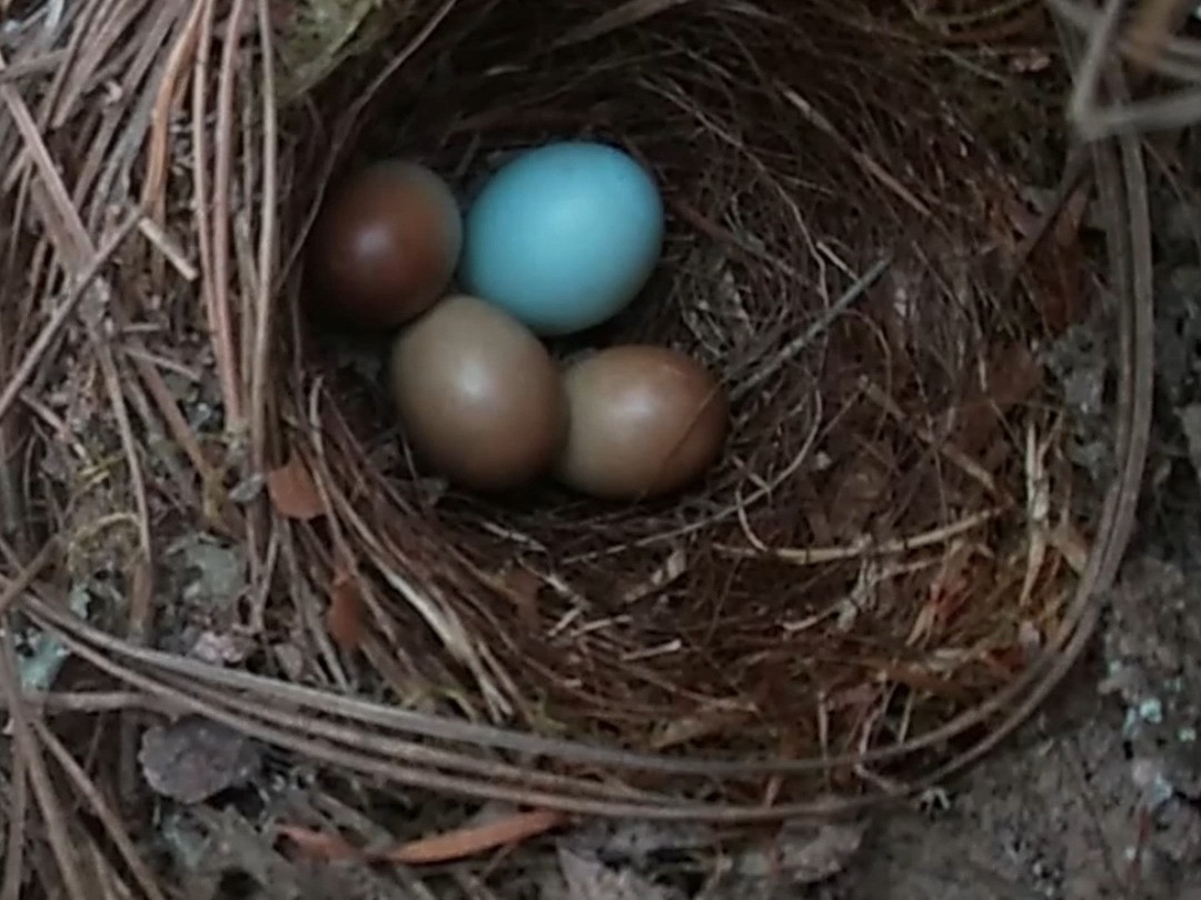 鸟妈妈识破了窝中的杜鹃鸟蛋,但是啄不烂