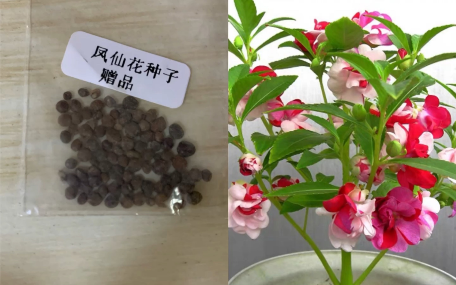 凤仙花指甲花阳台种植日记