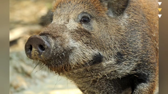 野猪獠牙有啥用出