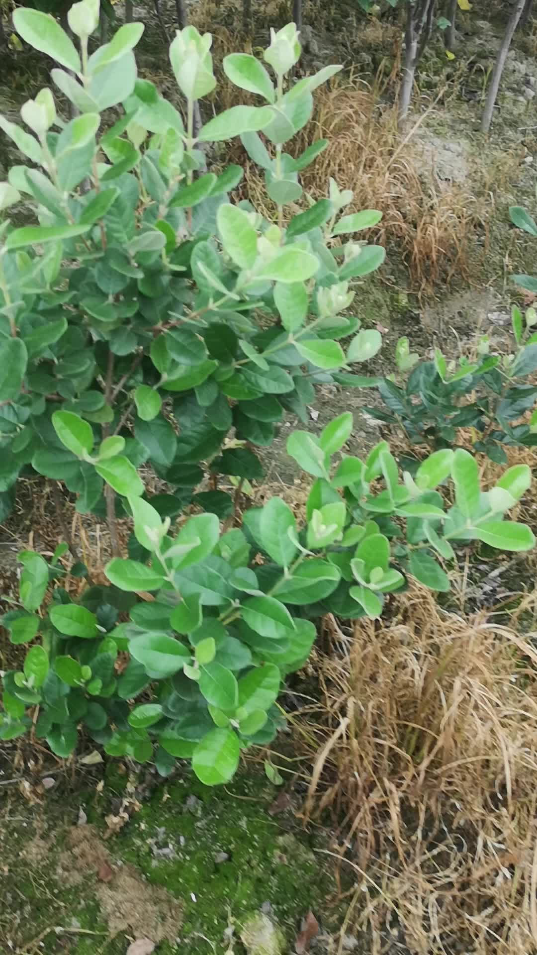 菲油果树苗基地长势实拍