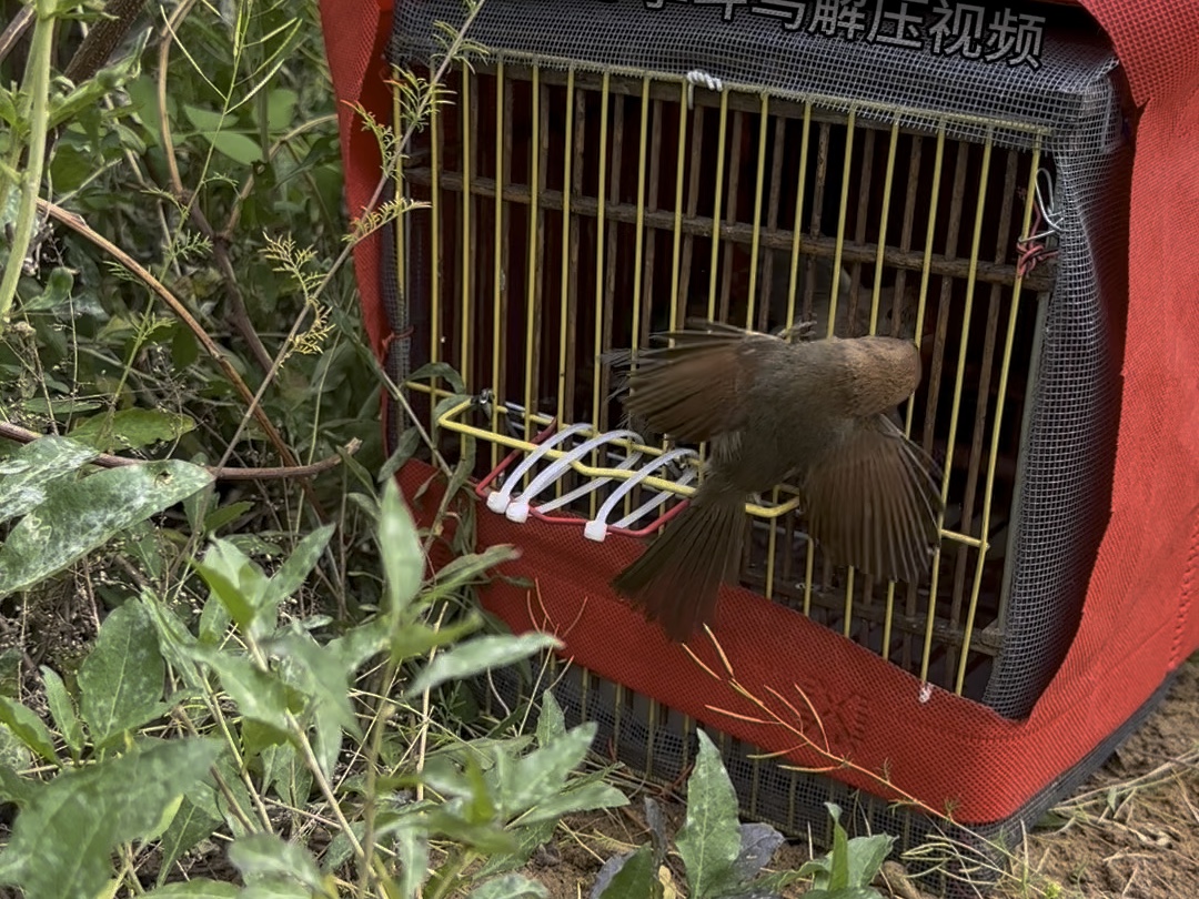 会咬脚的黄豆鸟 被咬野鸟2分钟居然没有惨叫声 你们说是不是极品将军