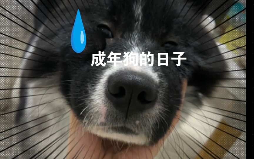 成年狗熊珍贵生活记录片段流出哔哩哔哩bilibili