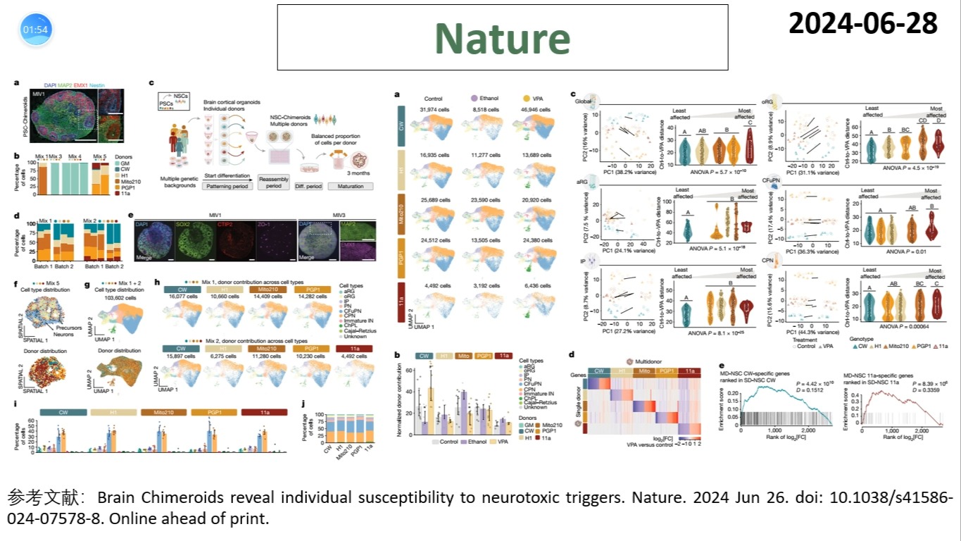 Nature—脑嵌合体器官是研究不同个体对神经毒性刺激易感性的理想模型哔哩哔哩bilibili