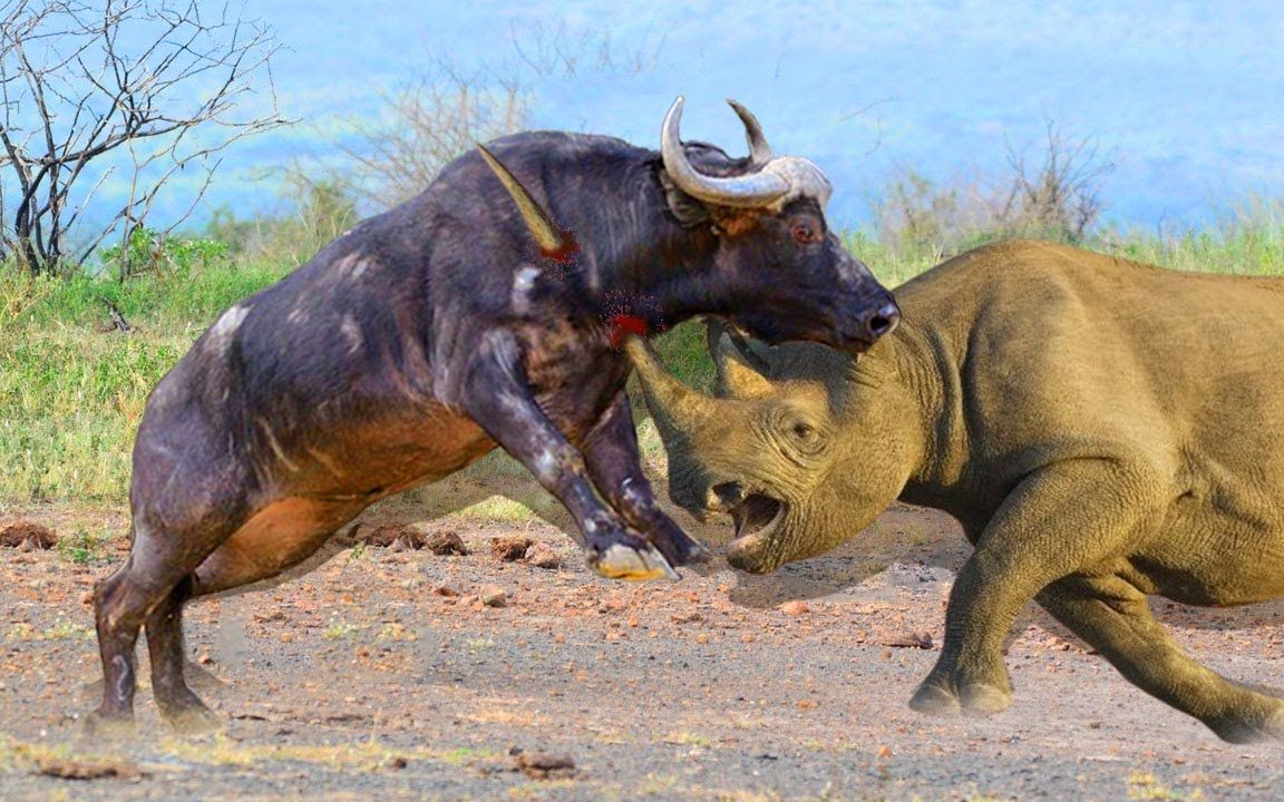 犀牛和水牛争夺领地惊人的战斗,还有野狗,猎豹,长颈鹿,兔子