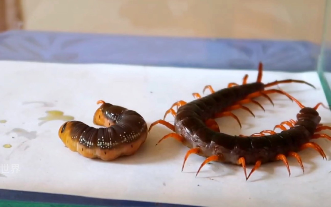 毛毛虫遇到巨型蜈蚣,直接被爆浆