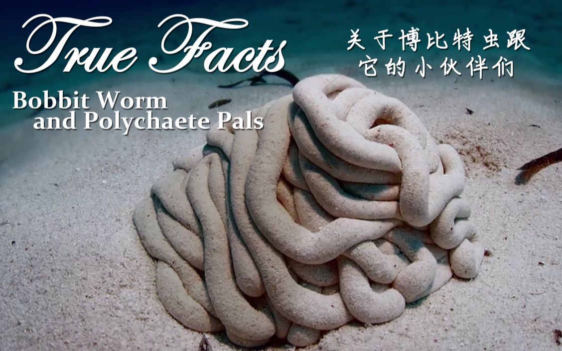truefactsbobbitwormandpolychaetepals有关博比特虫与多毛纲动物的