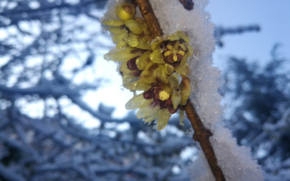 [图]踏雪寻梅，巧会岁寒三友