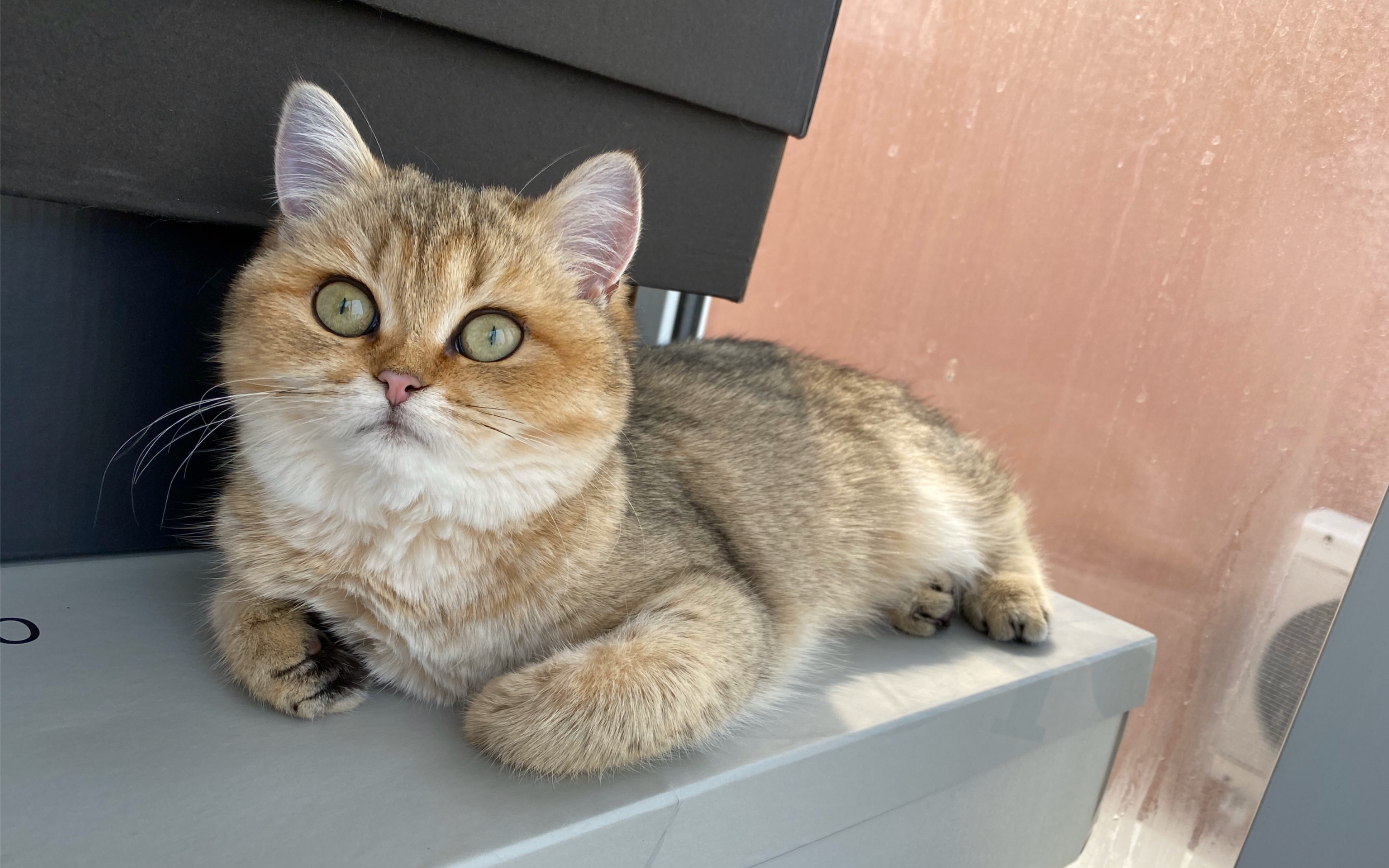 【金渐层】吃饭当然要用手啦!