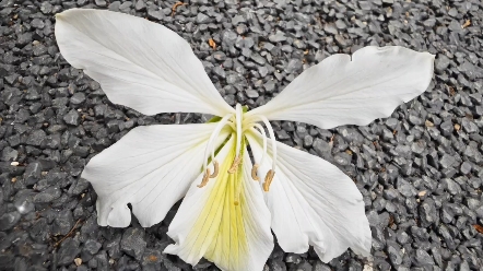 白花宫粉羊蹄甲豆科羊蹄甲属植物白花宫粉羊蹄甲(Bauhinia variegata var. candida (Roxb.) Voigt)哔哩哔哩bilibili