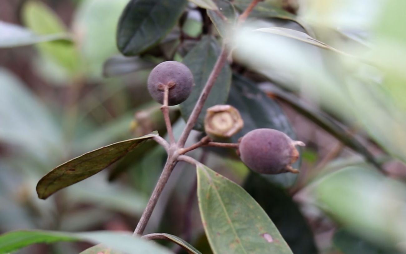 小叶上山去摘捻子,这种野货很少人能吃得到,童年回忆!