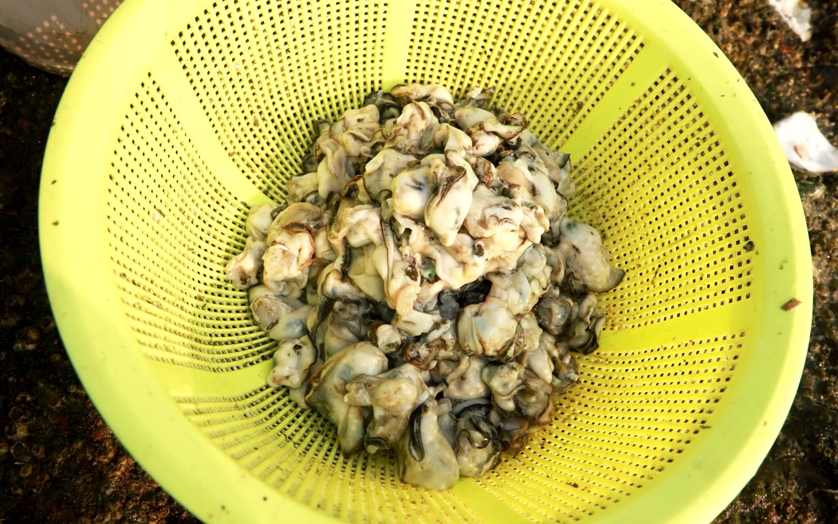 小渔天刚亮去挖野生蚝拿两斤蚝肉换了两袋水果不知是亏还是赚