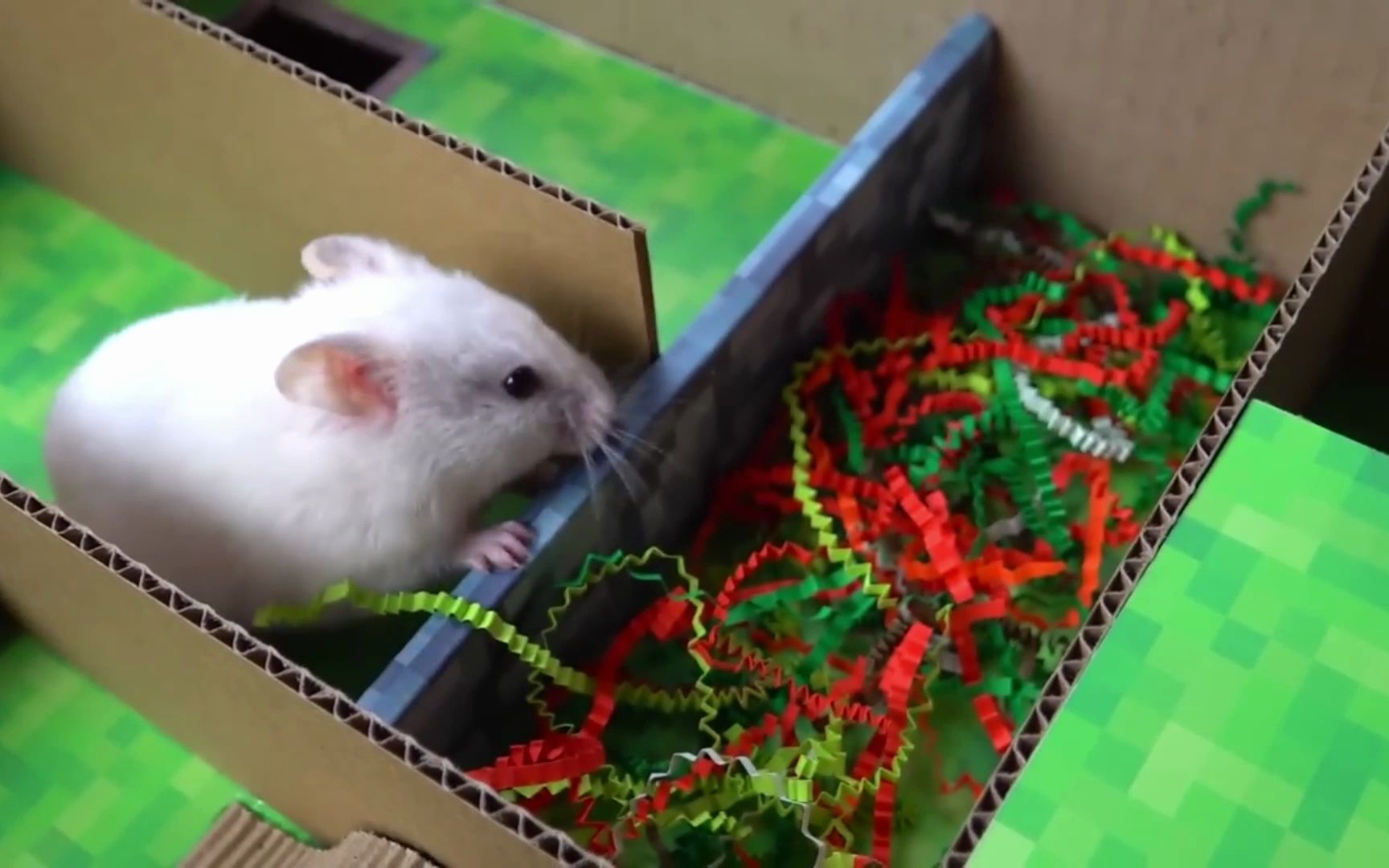 小仓鼠闯迷宫,我不喜欢碎纸屑!